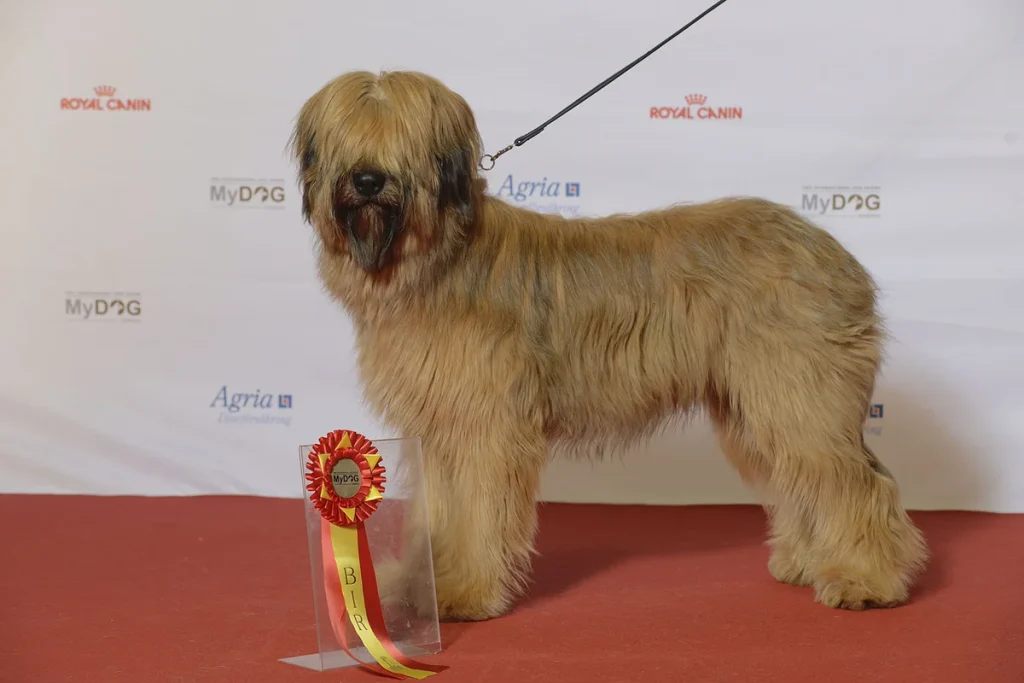 BRIARD