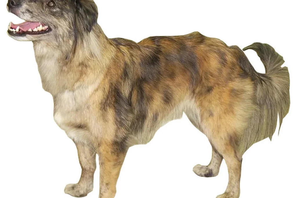 PYRENEAN SHEEPDOG – SMOOTH FACED