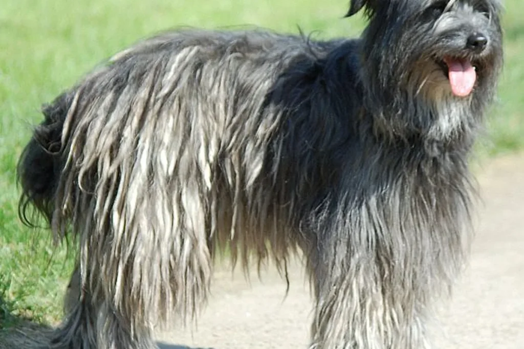 LONG-HAIRED PYRENEAN SHEEPDOG