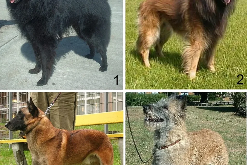 BELGIAN SHEPHERD DOG