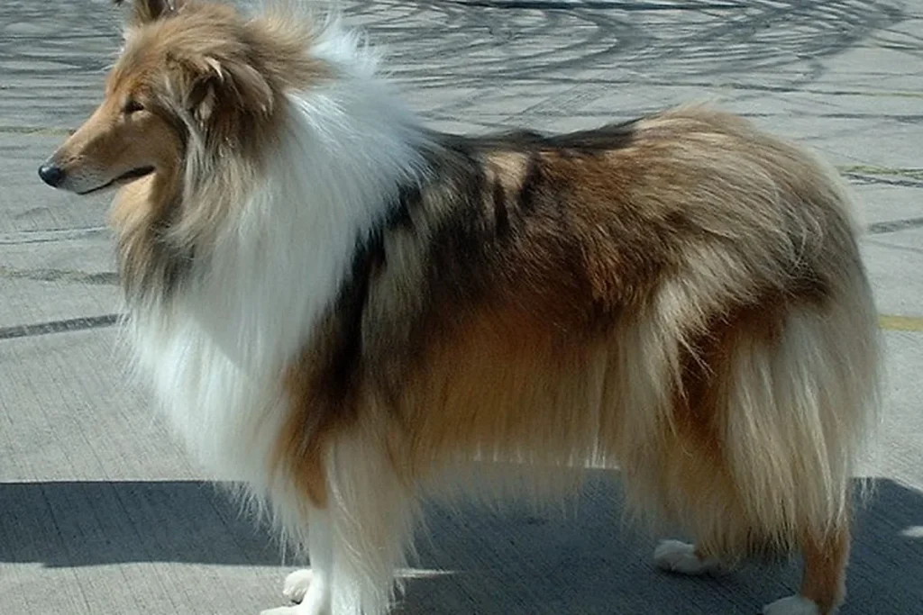 COLLIE ROUGH