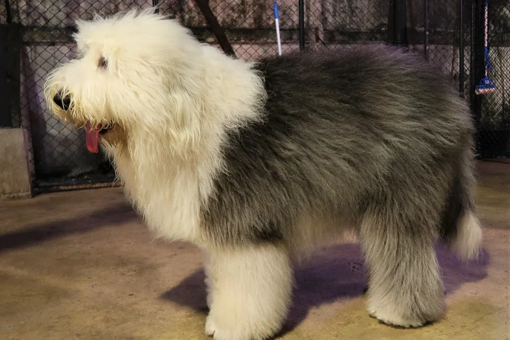 OLD ENGLISH SHEEPDOG
