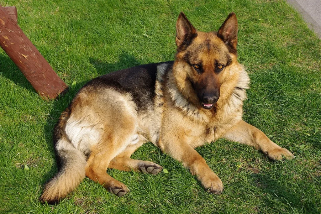 GERMAN SHEPHERD DOG