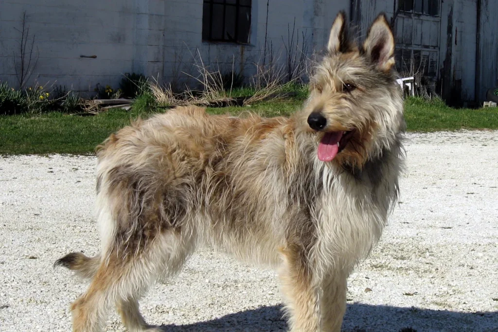 PICARDY SHEEPDOG