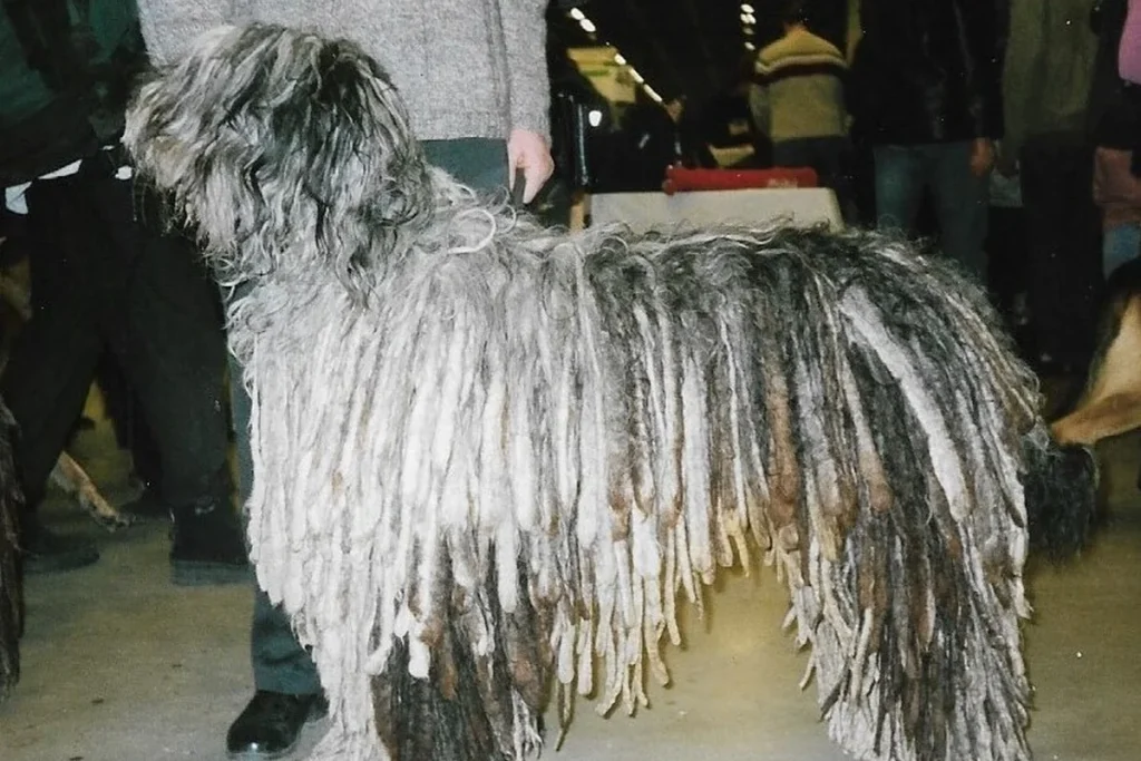 BERGAMASCO SHEPHERD DOG