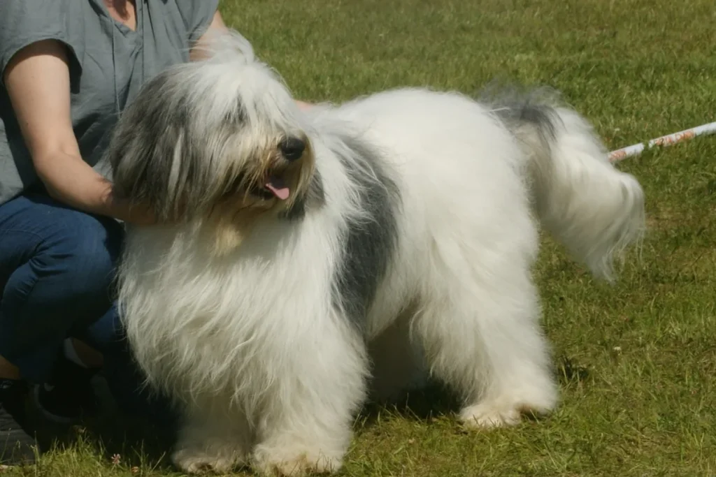 POLISH LOWLAND SHEEPDOG