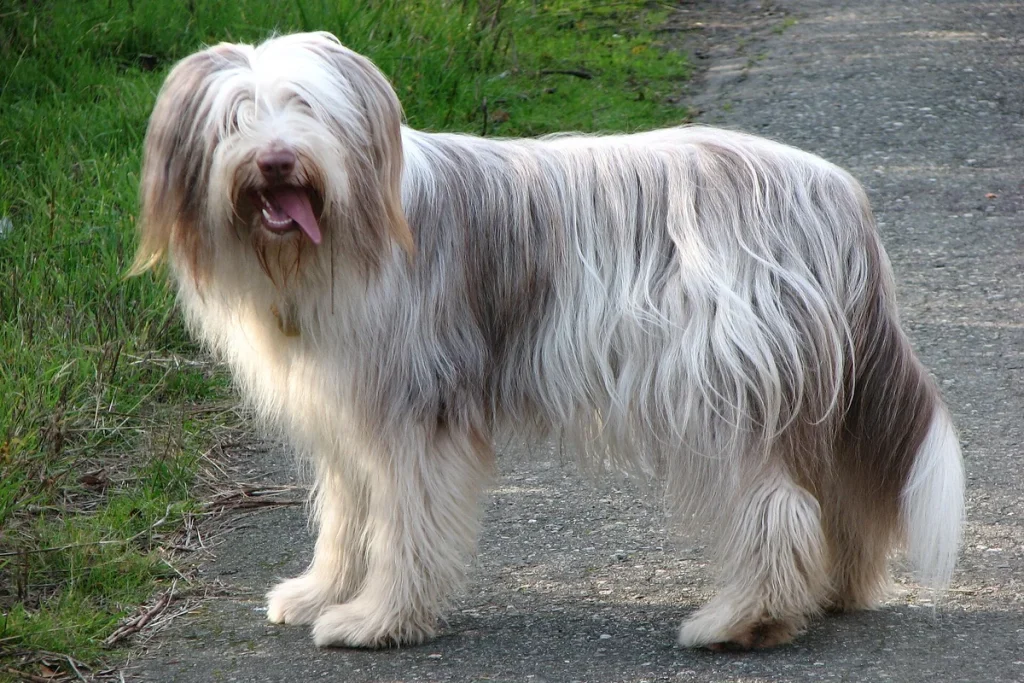 BEARDED COLLIE