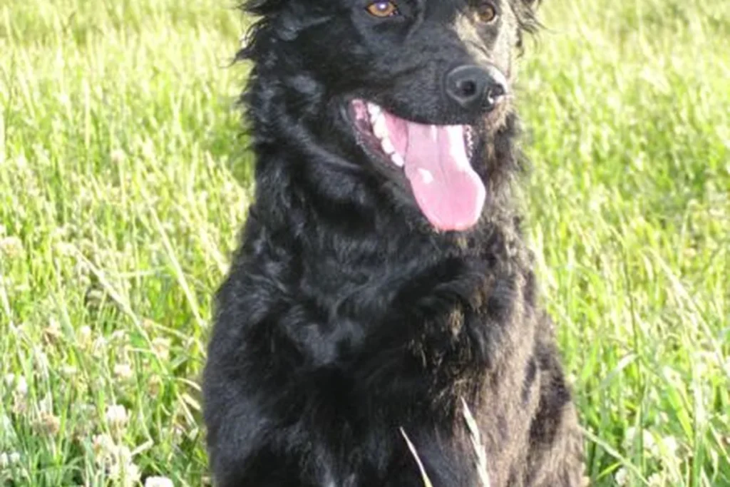 CROATIAN SHEPHERD DOG