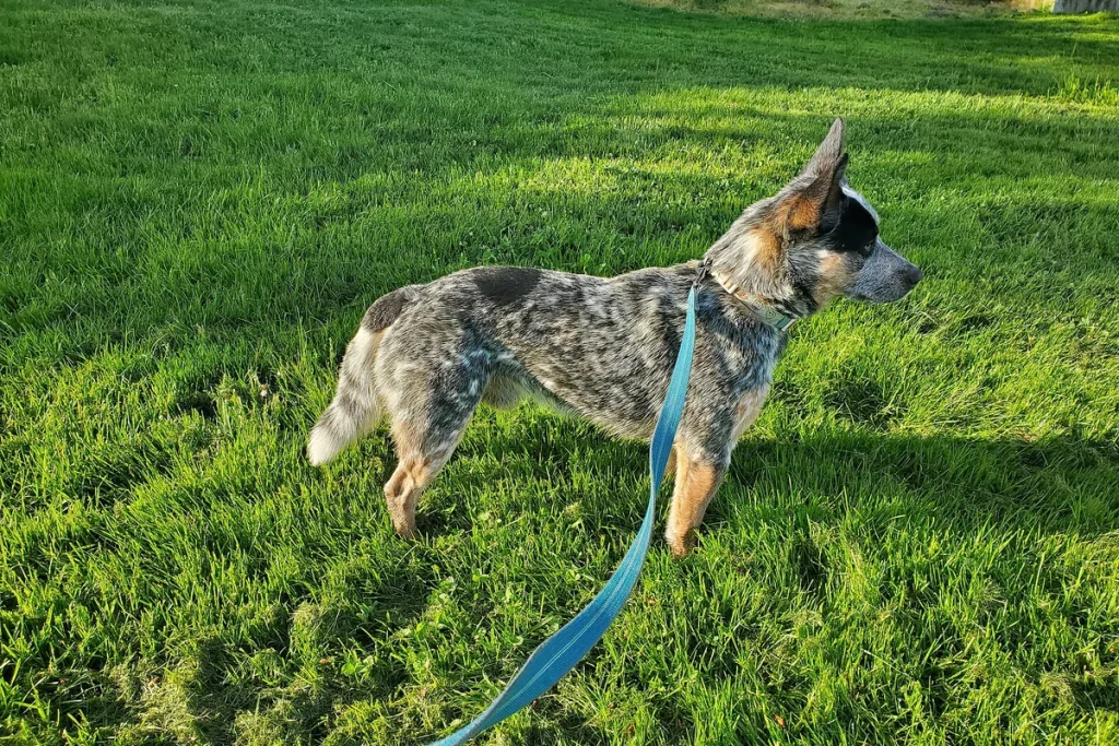 AUSTRALIAN CATTLE DOG