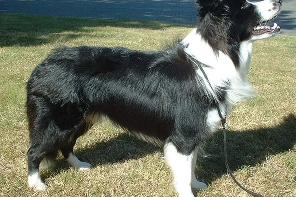 BORDER COLLIE