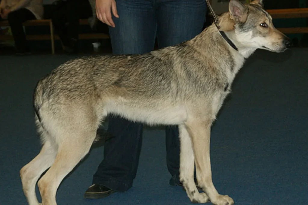 SAARLOOS WOLFHOND