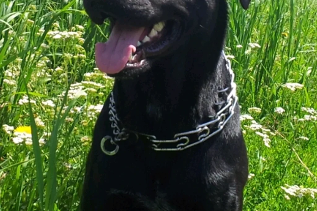 MAJORCA SHEPHERD DOG