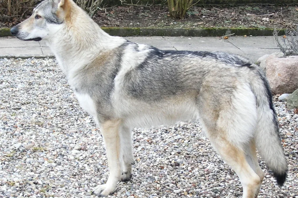CZECHOSLOVAKIAN WOLFDOG