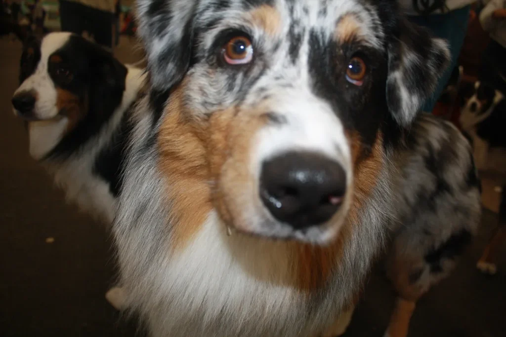 AUSTRALIAN SHEPHERD