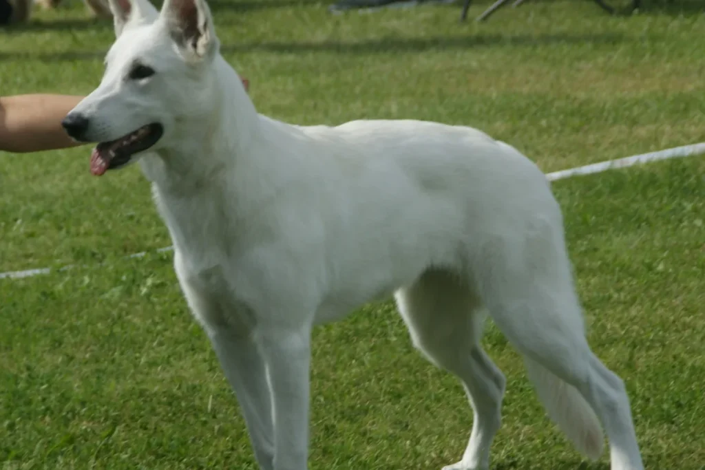 WHITE SWISS SHEPHERD DOG