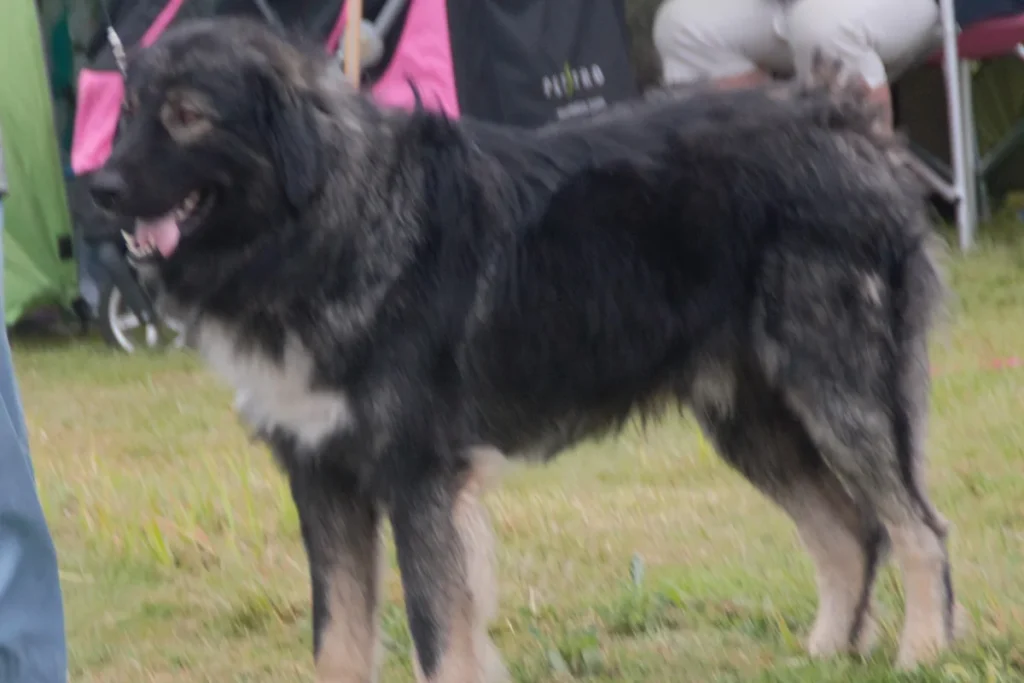 ROMANIAN CARPATHIAN SHEPHERD DOG
