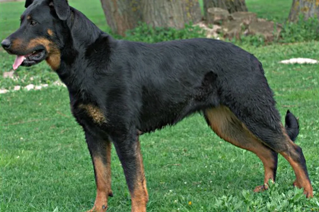 BEAUCE SHEEPDOG