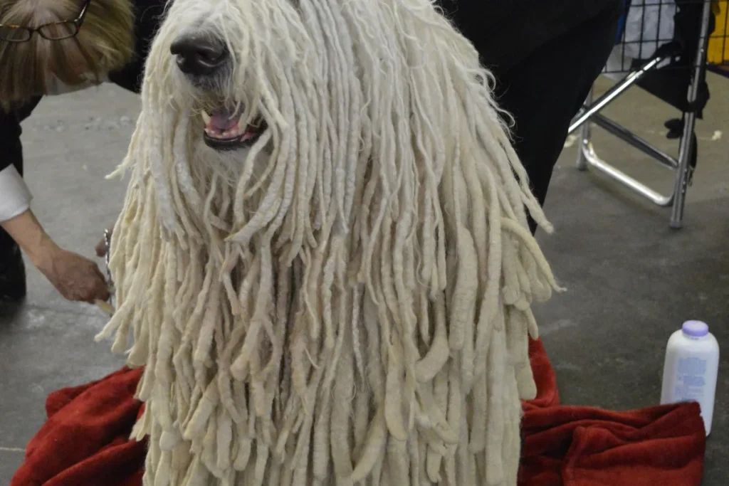 KOMONDOR