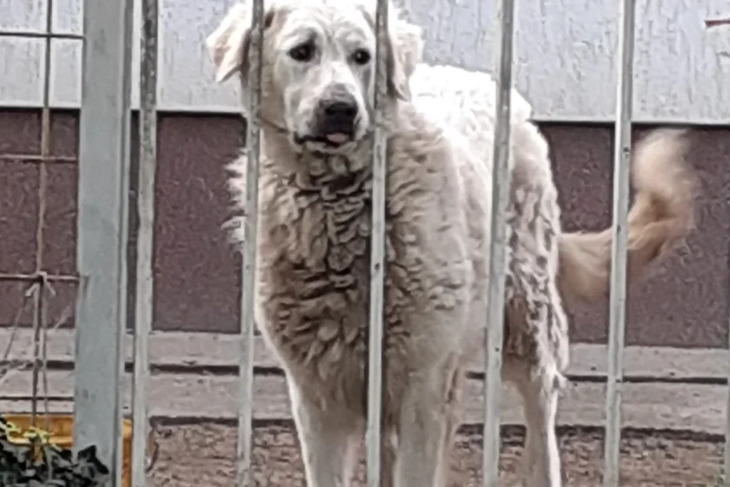 KUVASZ
