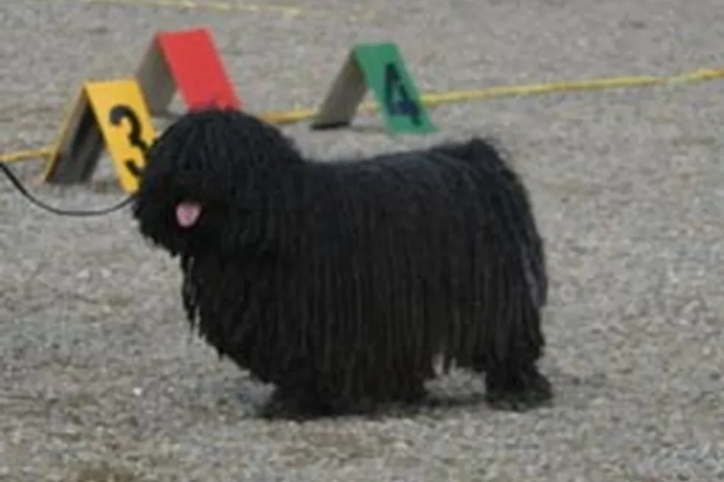 PULI