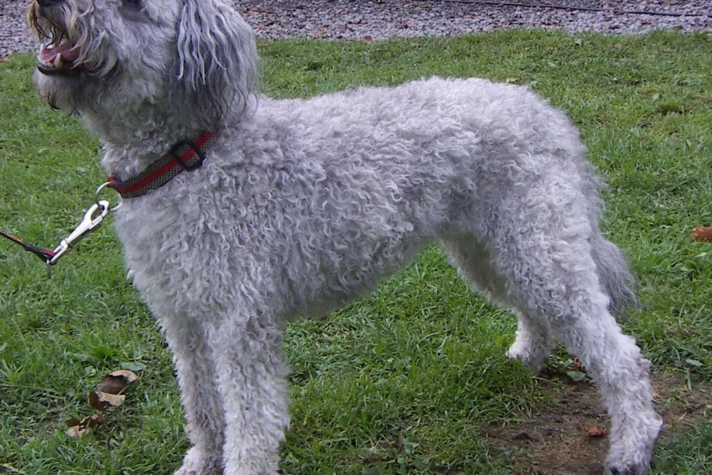 PUMI