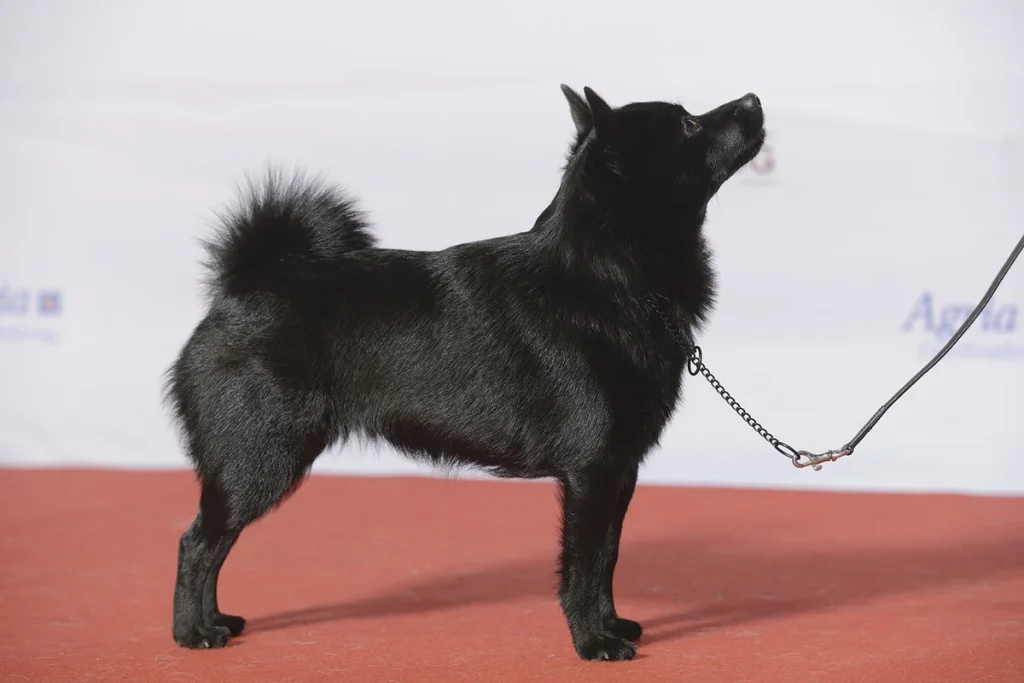 SCHIPPERKE