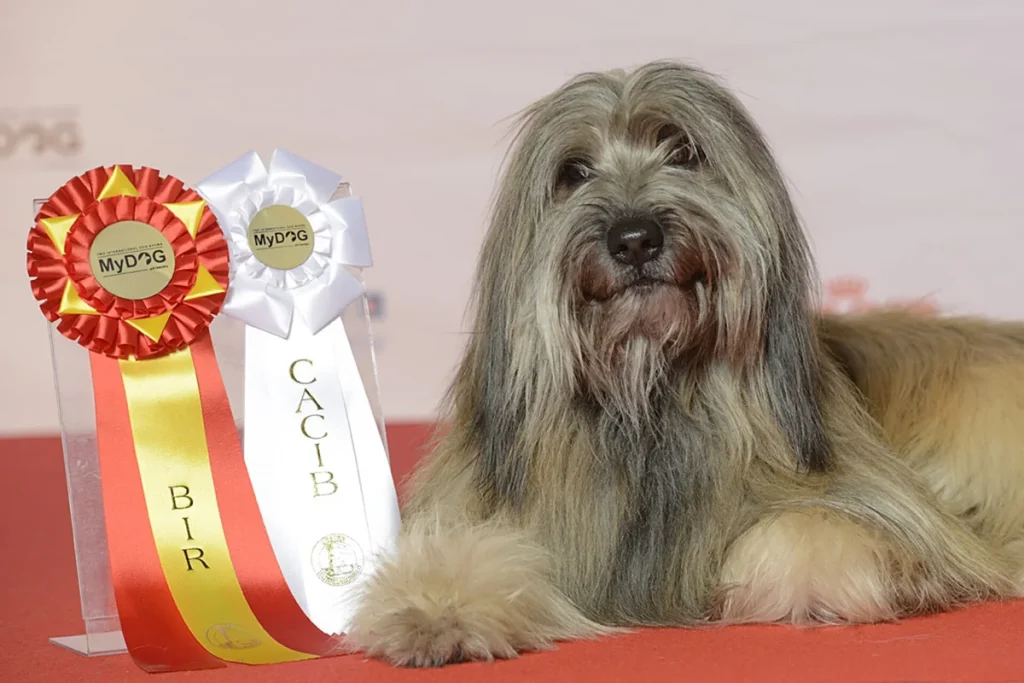 CATALAN SHEEPDOG