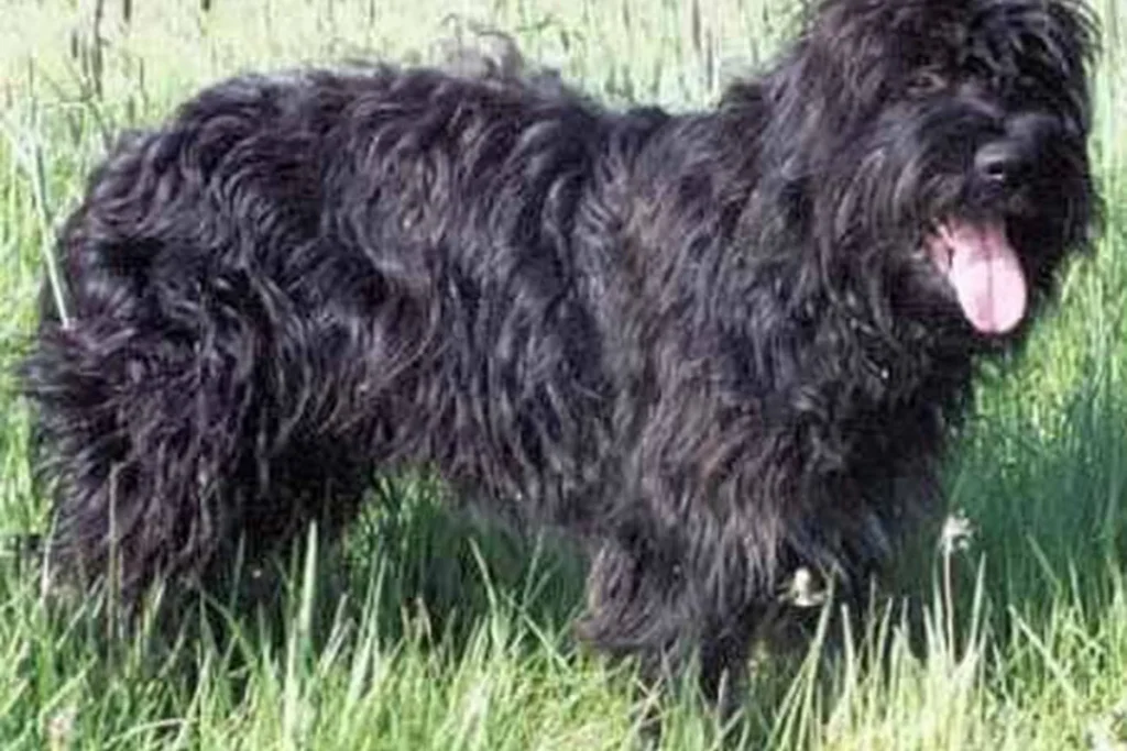 PORTUGUESE SHEEPDOG