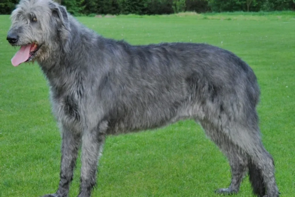 IRISH WOLFHOUND - FCI Group 10