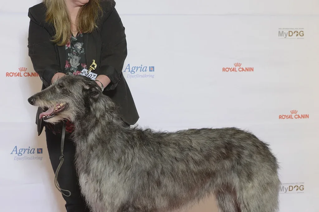 DEERHOUND - FCI Group 10