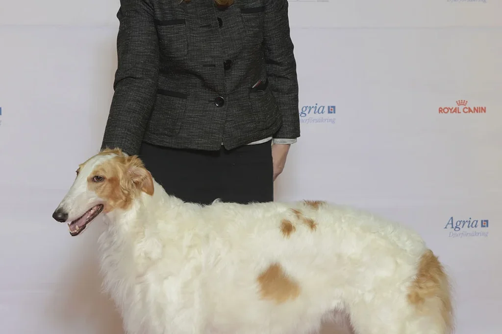 BORZOI - RUSSIAN HUNTING SIGHTHOUND - FCI Group 10