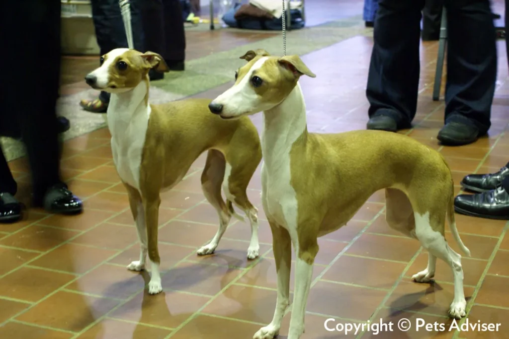 ITALIAN SIGHTHOUND - FCI Group 10