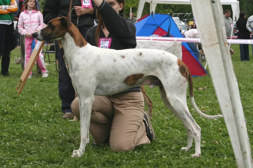 HUNGARIAN GREYHOUND - FCI Group 10