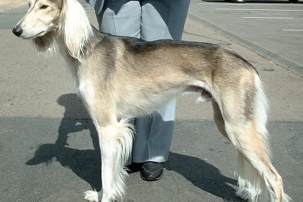 SALUKI - FCI Group 10