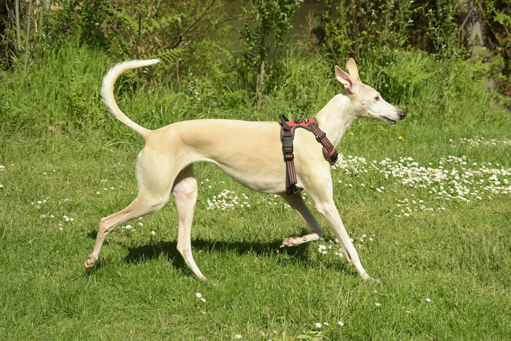 SPANISH GREYHOUND - FCI Group 10