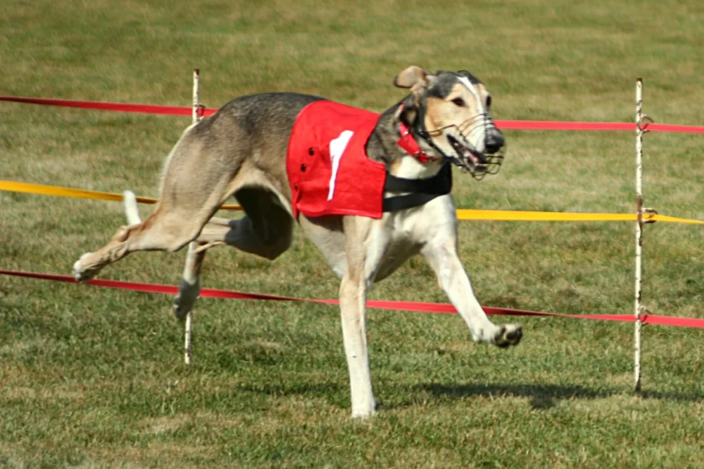 POLISH GREYHOUND - FCI Group 10