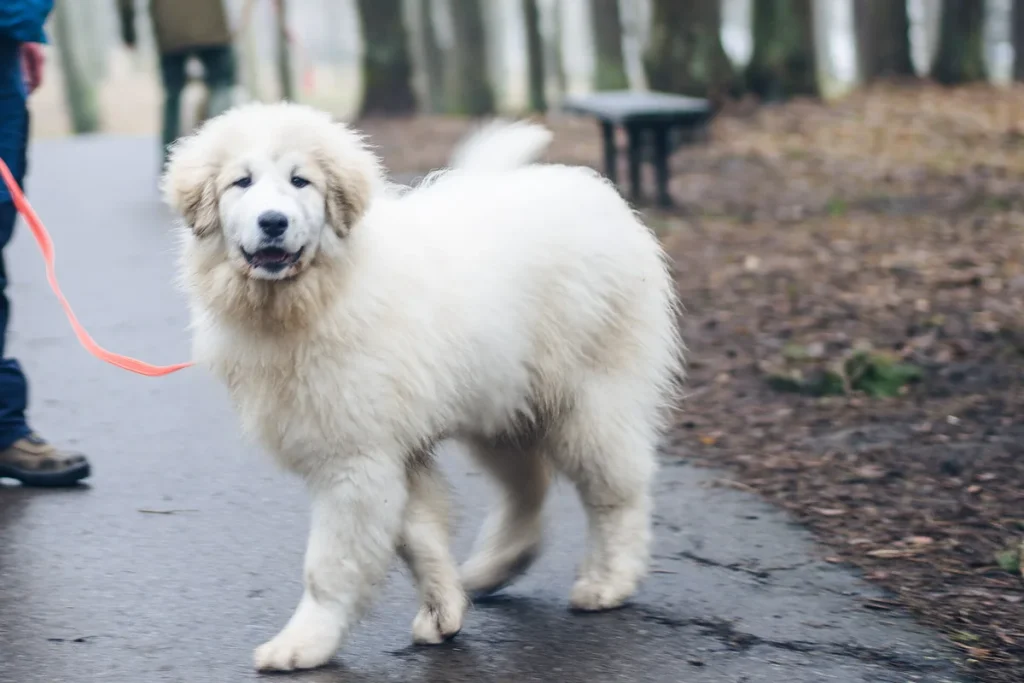 PYRENEAN MOUNTAIN DOG