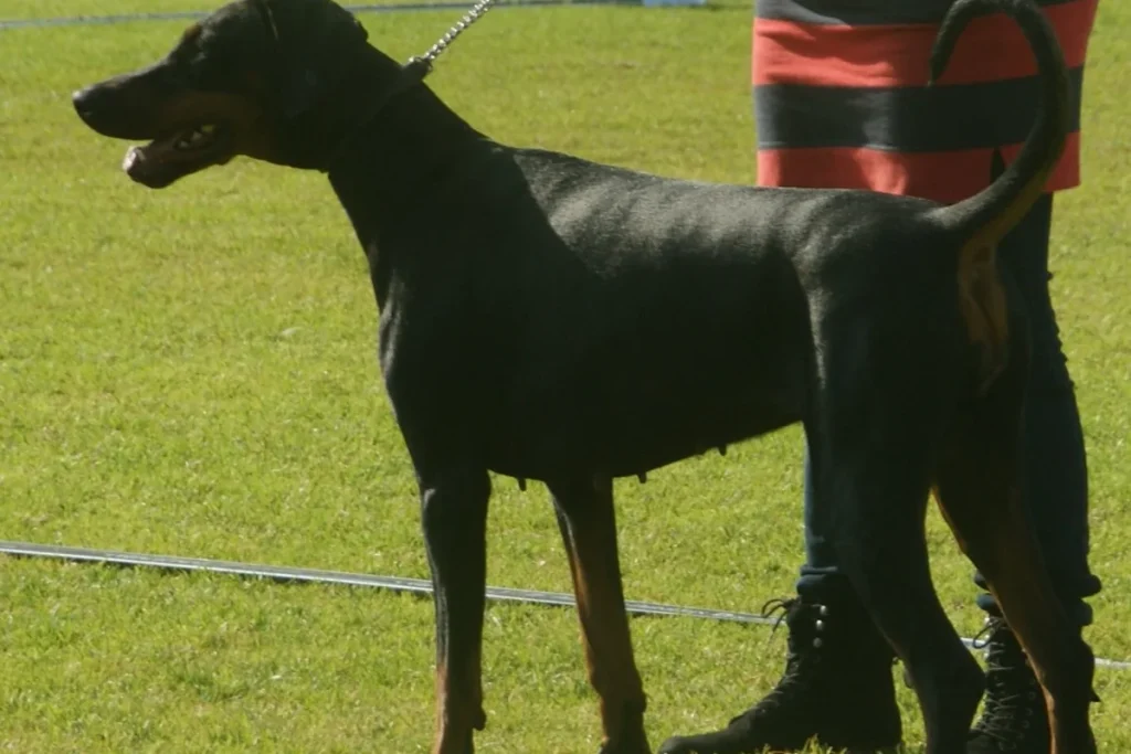DOBERMANN