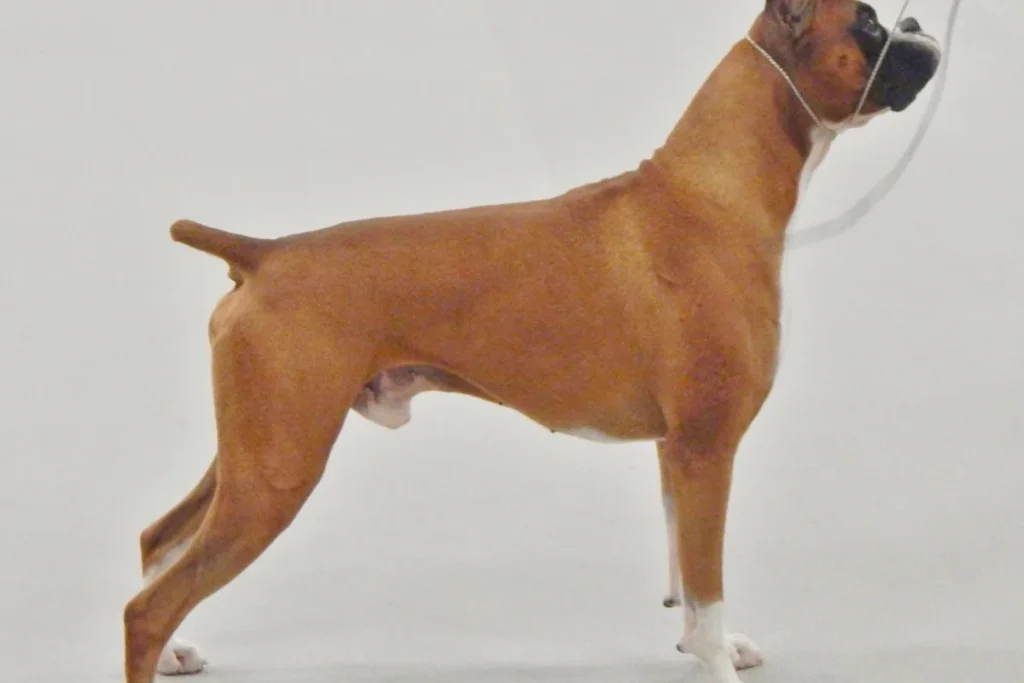 BOXER