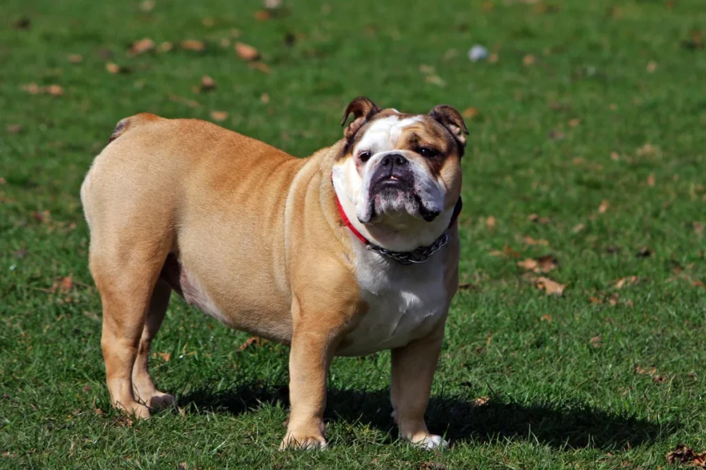 BULLDOG
