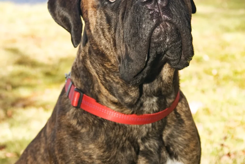 BULLMASTIFF