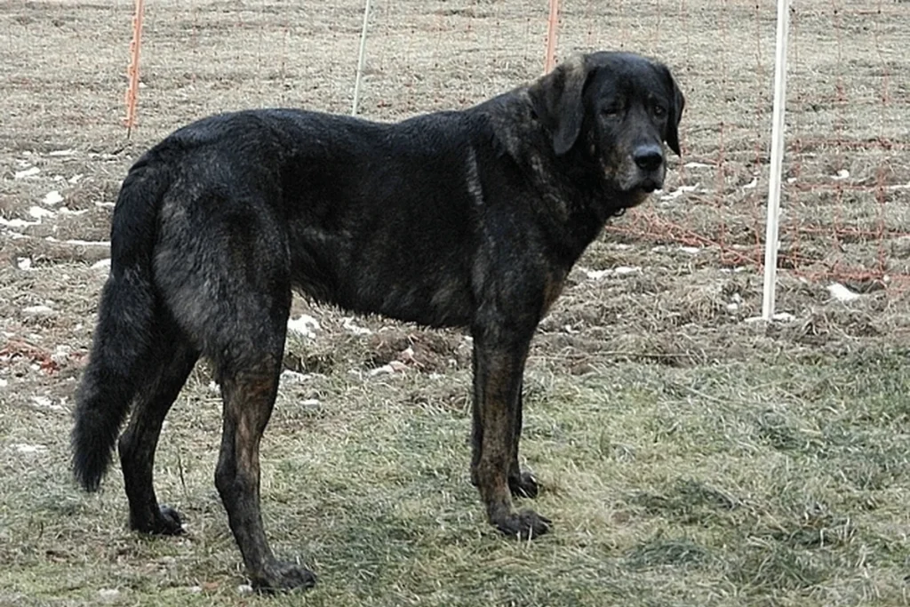 CASTRO LABOREIRO DOG