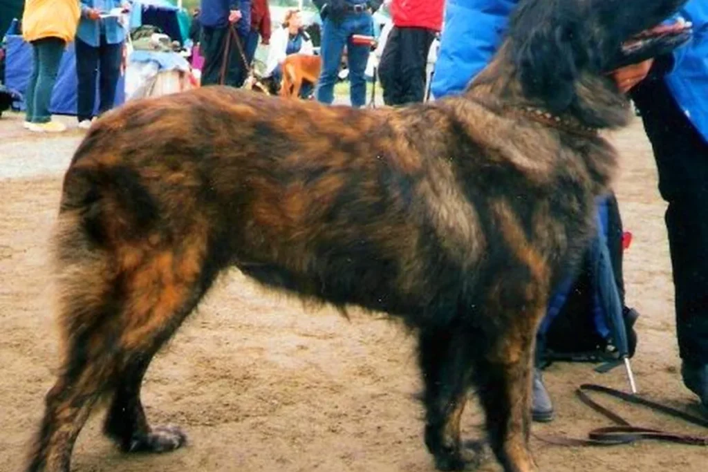 ESTRELA MOUNTAIN DOG