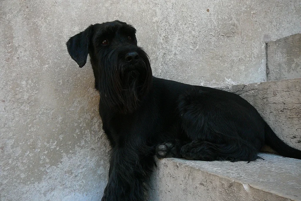 SCHNAUZER