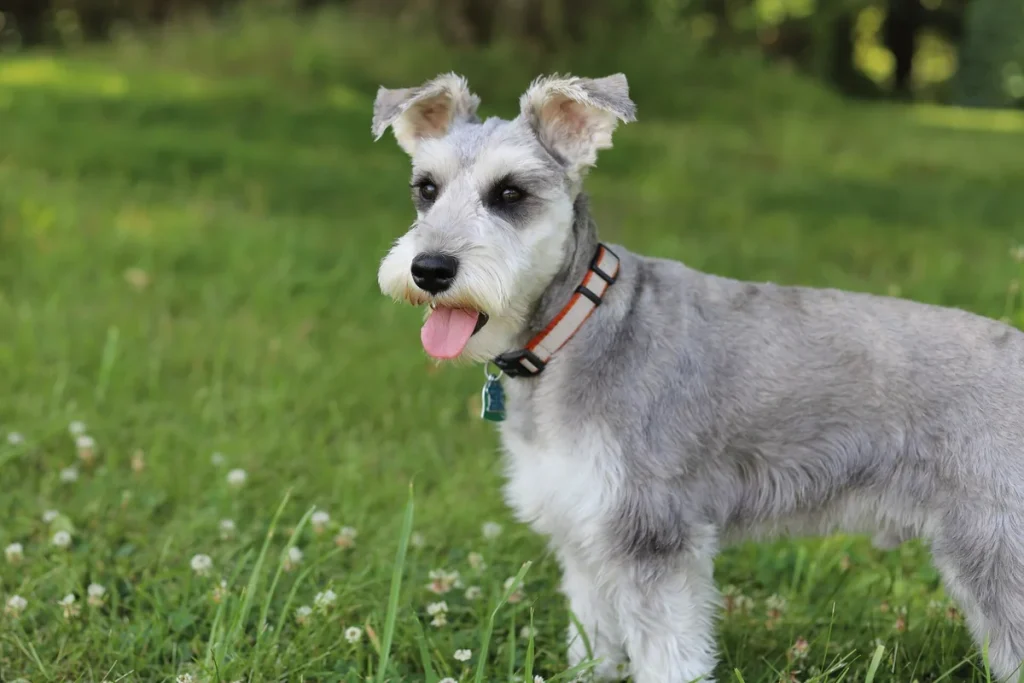MINIATURE SCHNAUZER