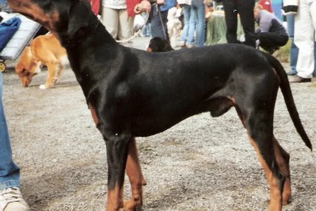 GERMAN PINSCHER