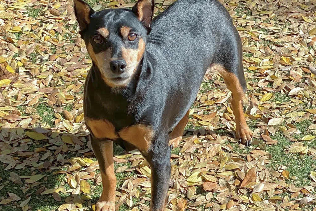 MINIATURE PINSCHER