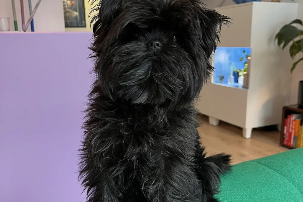 AFFENPINSCHER