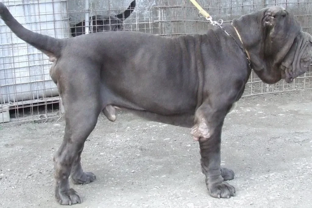 NEAPOLITAN MASTIFF