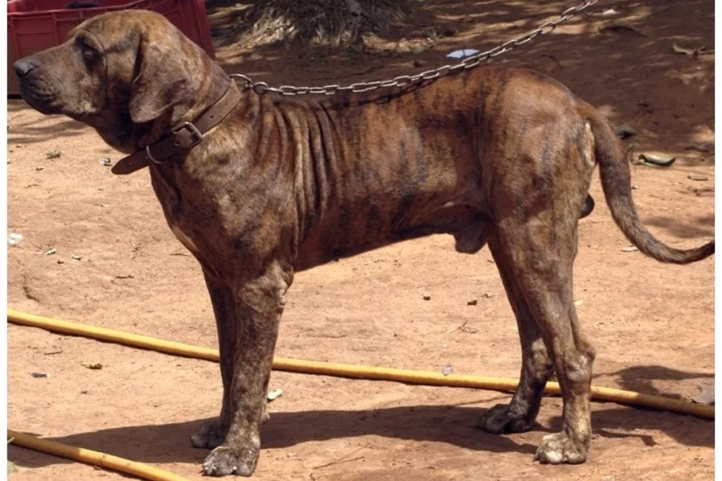 FILA BRASILEIRO